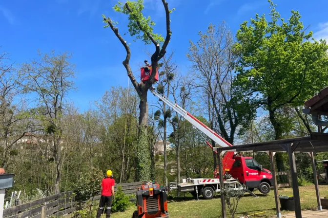 Élagage, abattage et entretien d'arbres par Cime Élagage