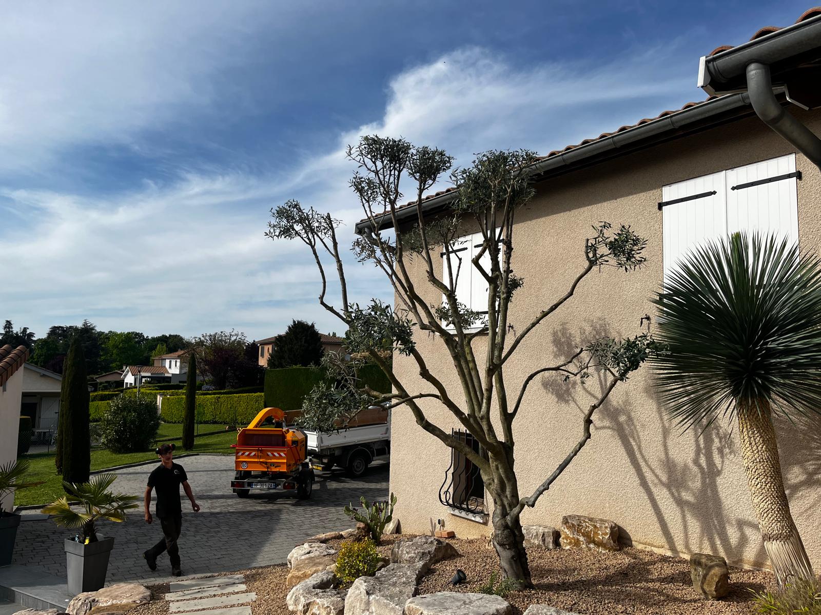 Chantier d'abattage sécurisé d'un pin à Montmerle-sur-Saône