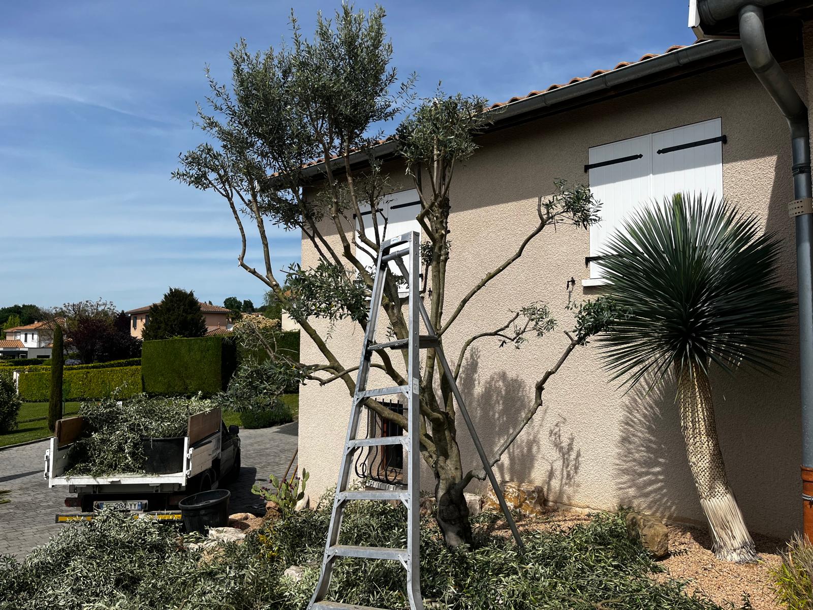Sections de pin évacuées après le chantier de démontage