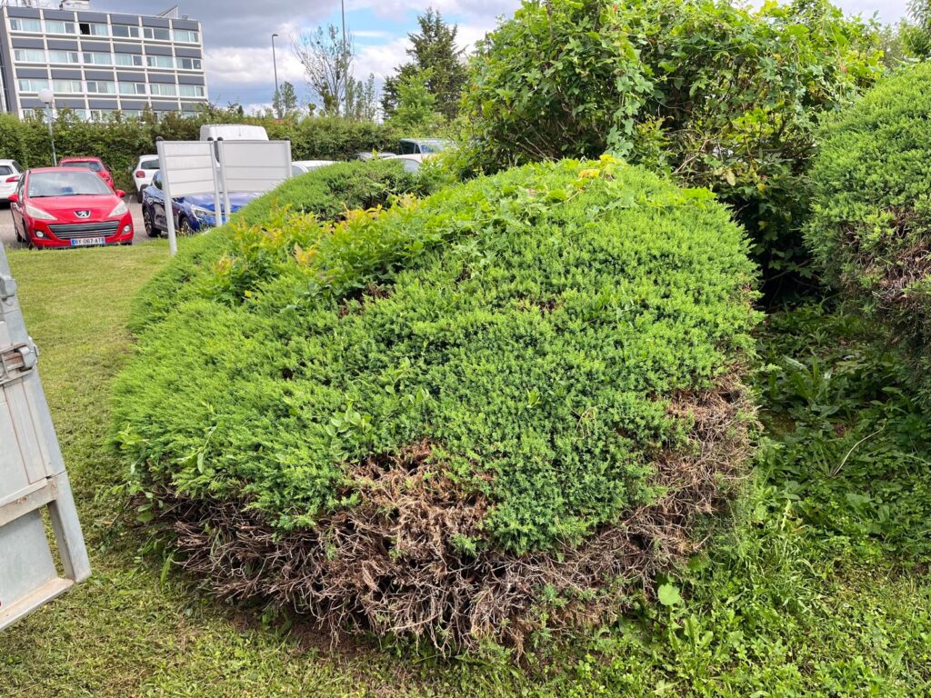 Taille de haie réalisée par Cime Élagage dans le Val de Saône