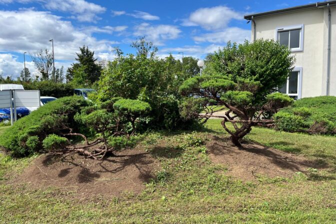 taille en nuage juniperus locaux professionnels