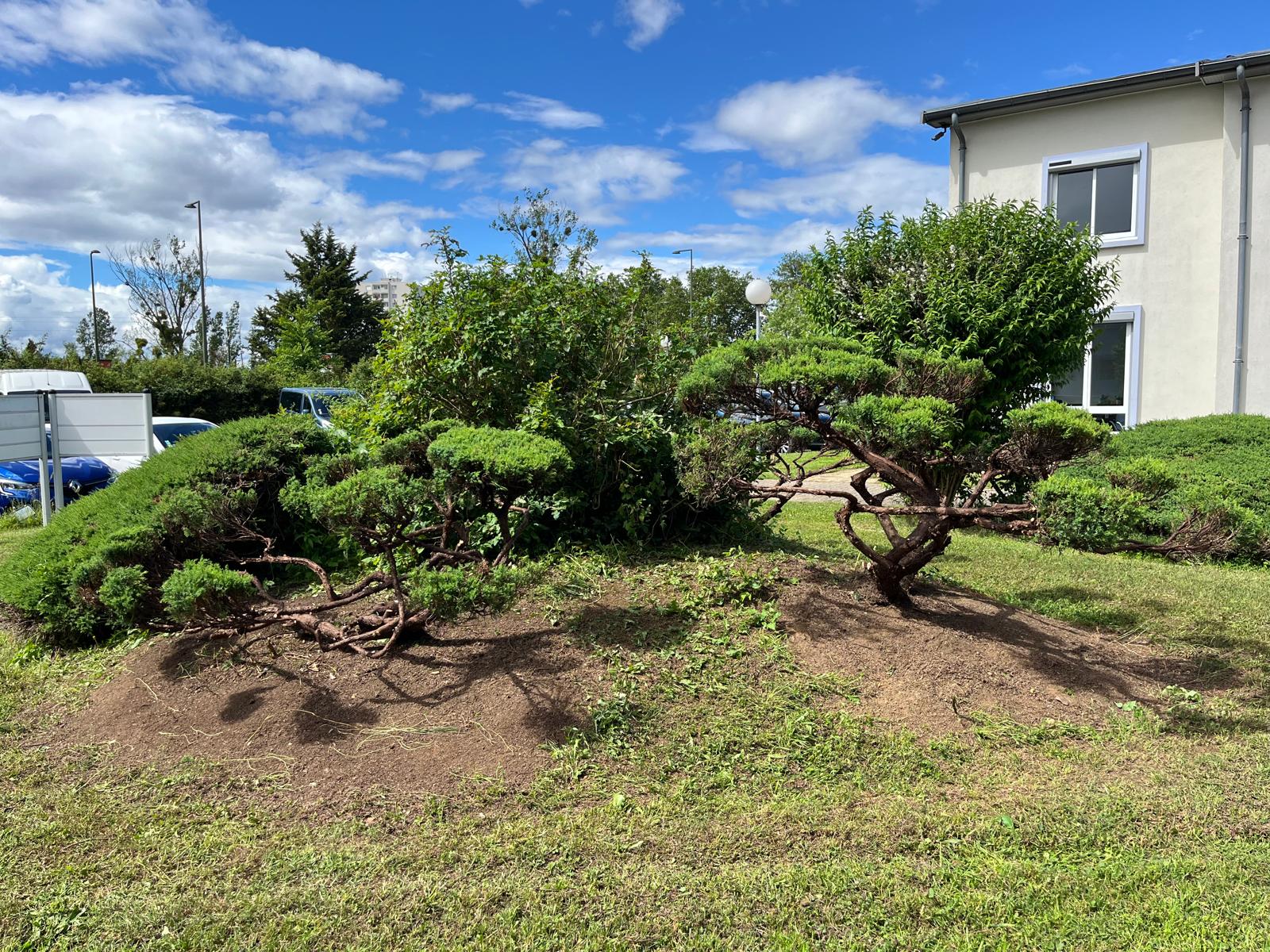 taille en nuage juniperus locaux professionnels