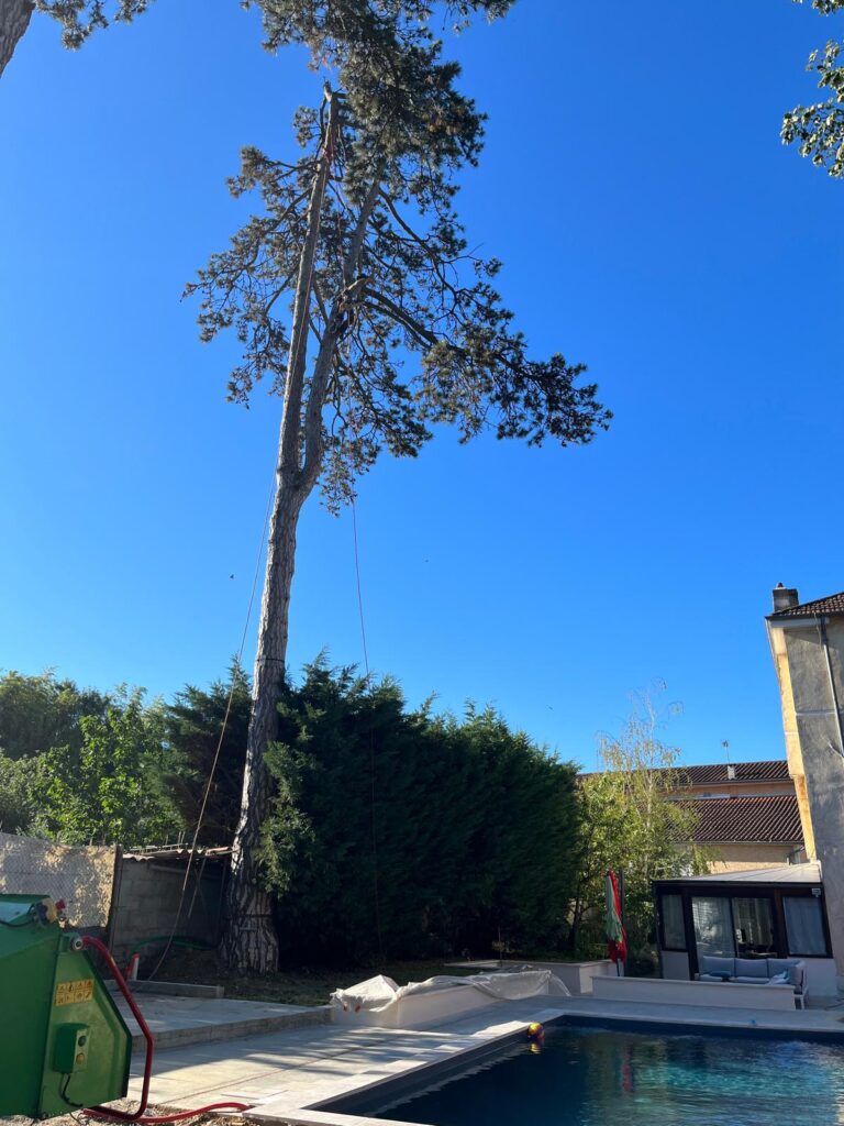 Démontage d'un pin à Montmerle-sur-Saône par Cime Élagage