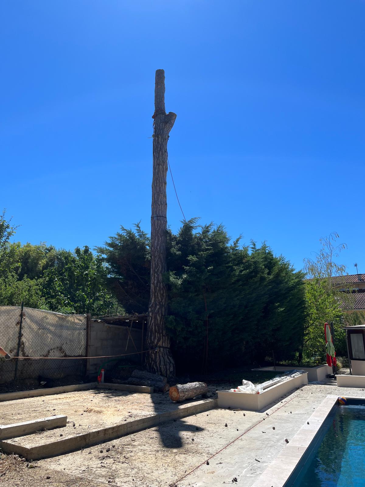 Cime Élagage en intervention sur un pin à Montmerle-sur-Saône (01)