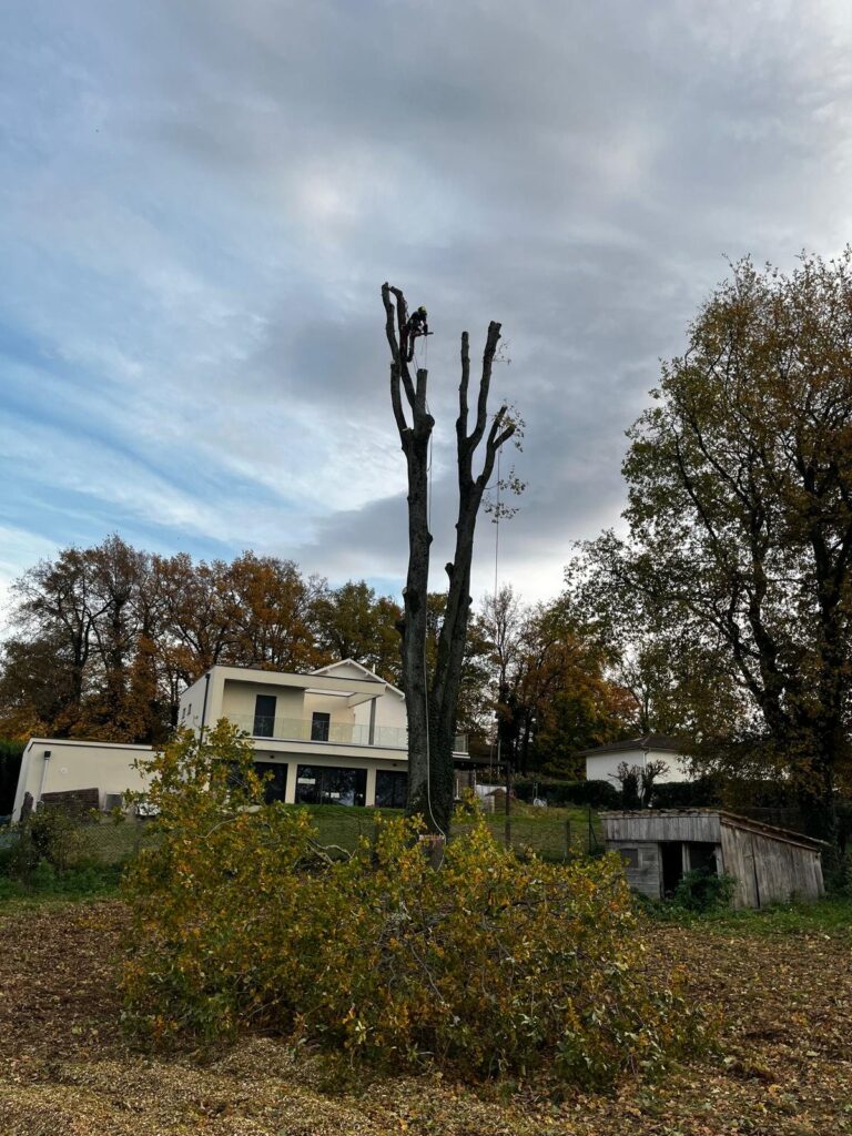 Élagueur-grimpeur démontant un chêne section par section au-dessus d'une maison, pour un projet de construction