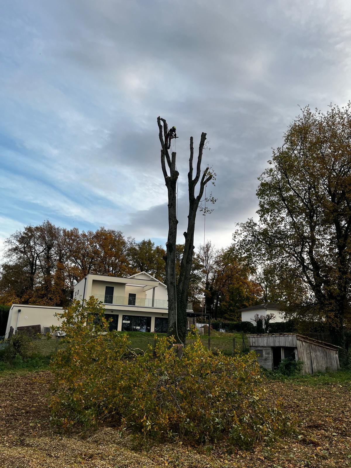 Abattage par démontage d’un chêne pour un projet de construction