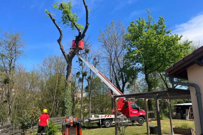 Démontage en rétention d’un chêne cassé par une tempête (Rhône)