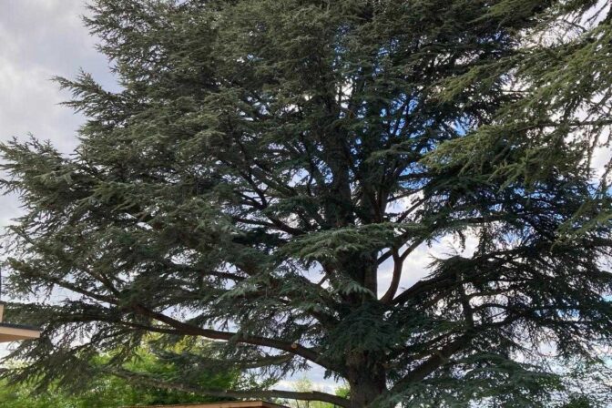 Taille d’entretien d’un grand cèdre : bois mort et allègement, sans toucher au volume